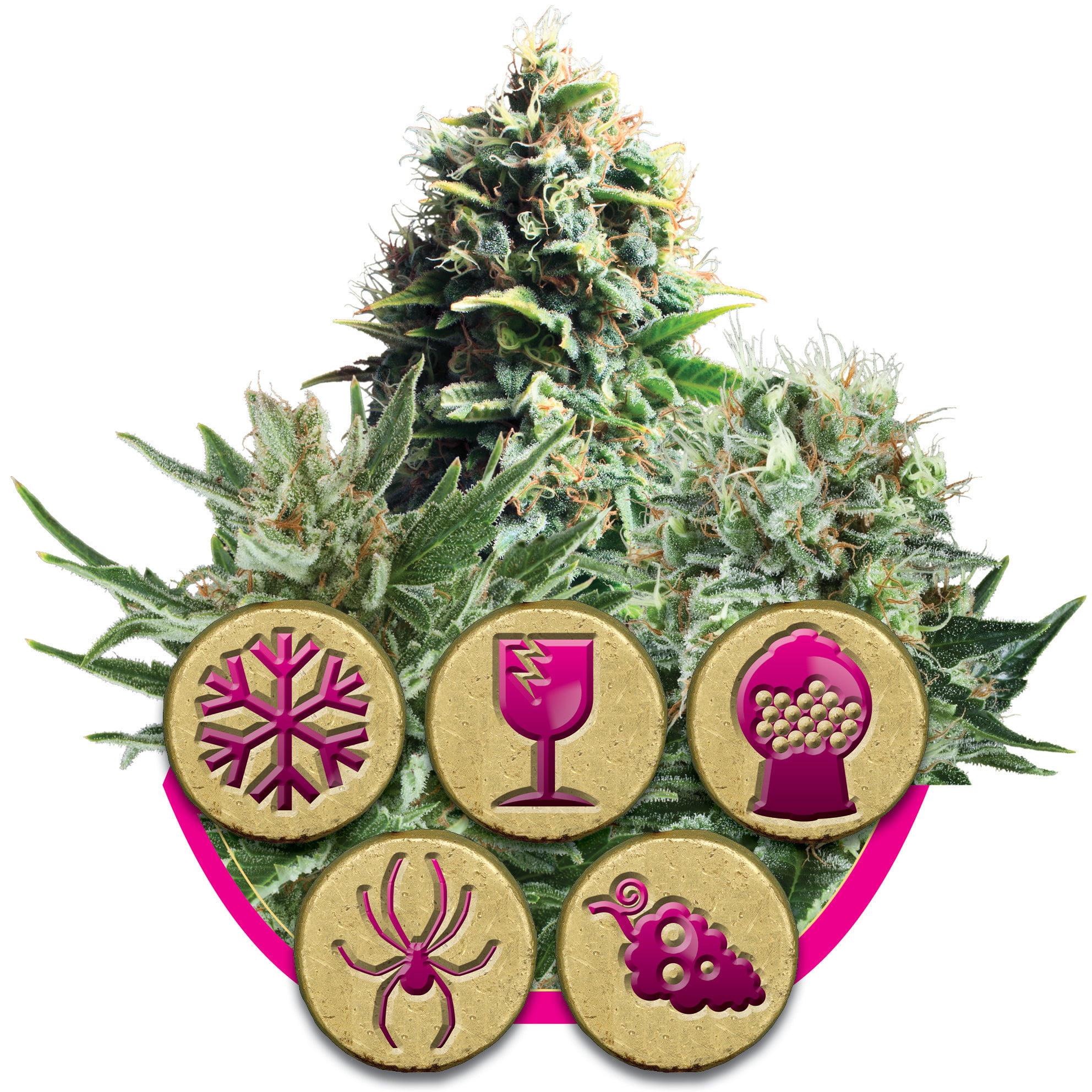 Buy Feminized Mix Seeds At The Best Price