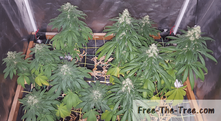 Cannabis Growing Frequently Asked Questions – Community knowledge to help you out thumbnail