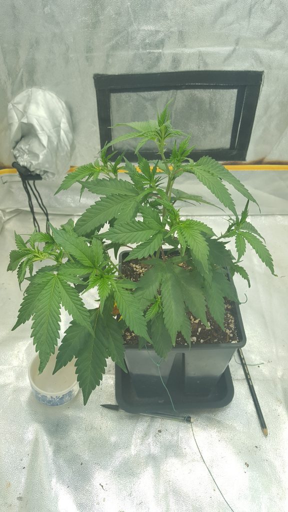Blue Thai - Final step of the early vegetative stage