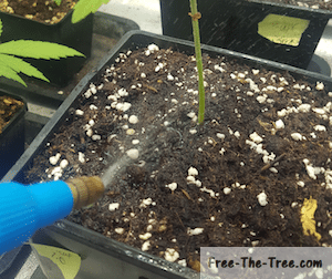 How to water your Marijuana plant