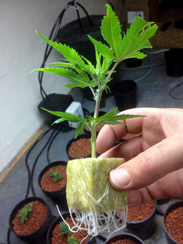 Marijuana clone ready to be potted