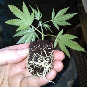 Marijuana cutting full of roots