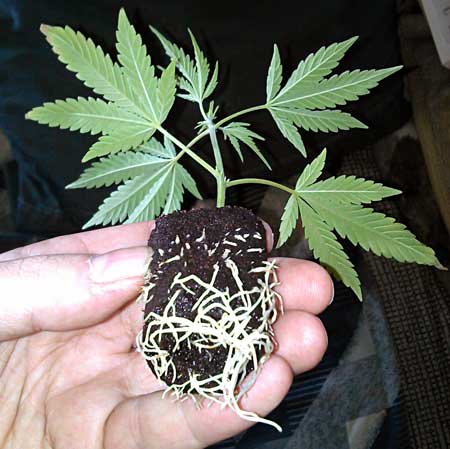 Marijuana cutting full of roots