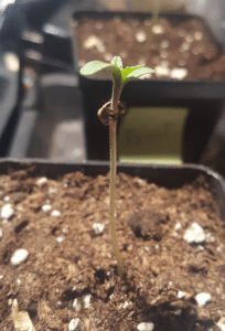 First day after breaking ground, standing with the seed shell