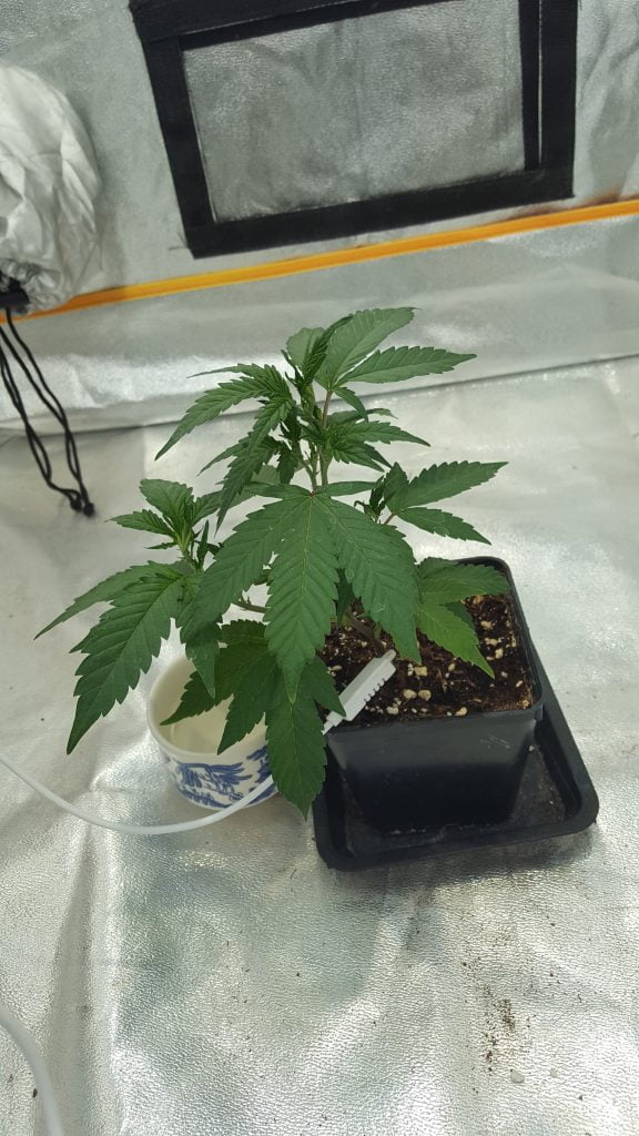 Blue Thai - first steps of the vegetative stage