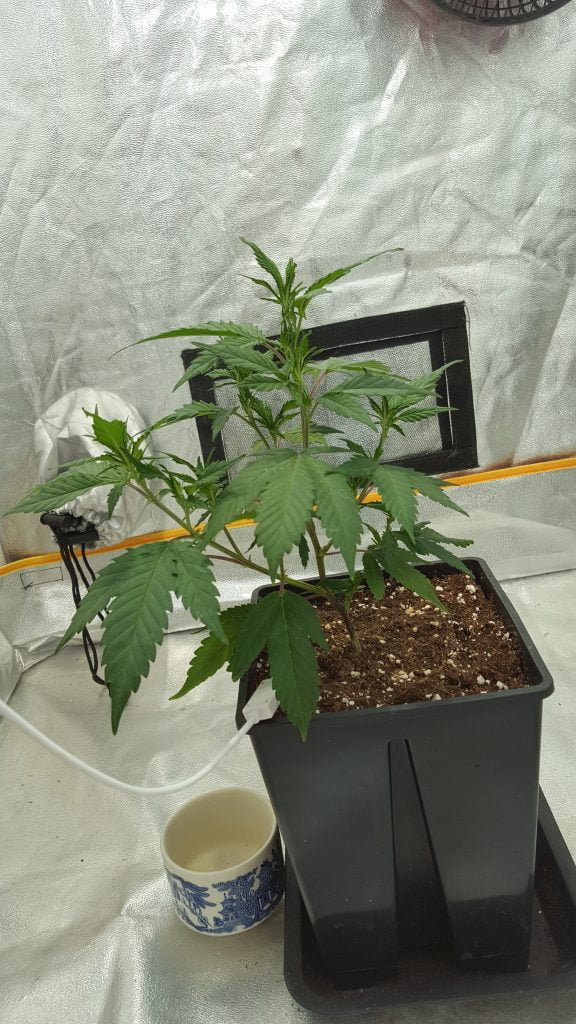 Blue Thai - second steps of the vegetative stage