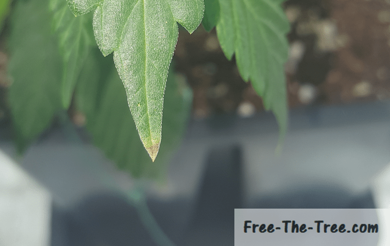 Leaf tip dying out due to nutrient burn