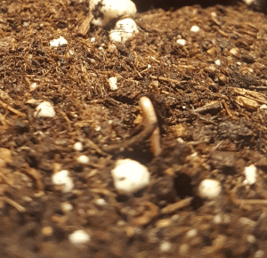 Day 0 : Cannabis sprout just breaking the soil