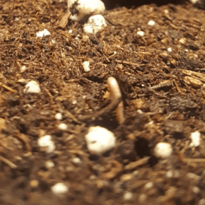 Day 0 : Cannabis sprout just breaking the soil