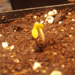 Front angle of the sprout is shedding its seed shell and standing up