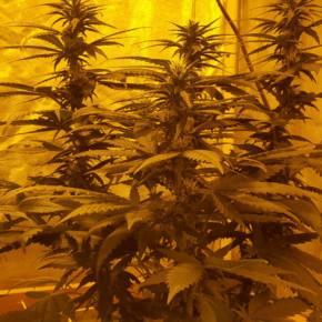 Horizontal view of 3 branches of SCROG