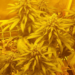 Marijuana plant almost ready to be harvested