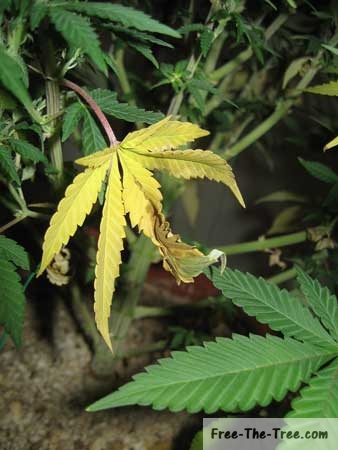 leaf killed by nitrogen deficiency
