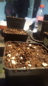You can barely see the first soil be broken by the sprout