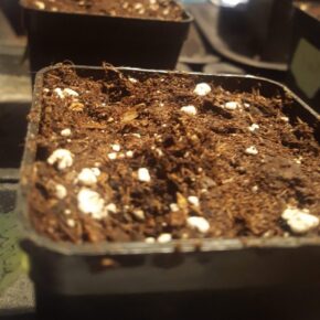 You can barely see the first soil be broken by the sprout
