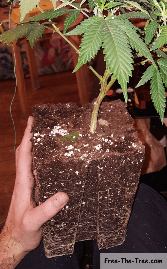 Transplantation of a plant - Soil extracted