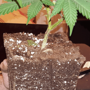 Transplanting the cannabis, extracted from the soil successfully