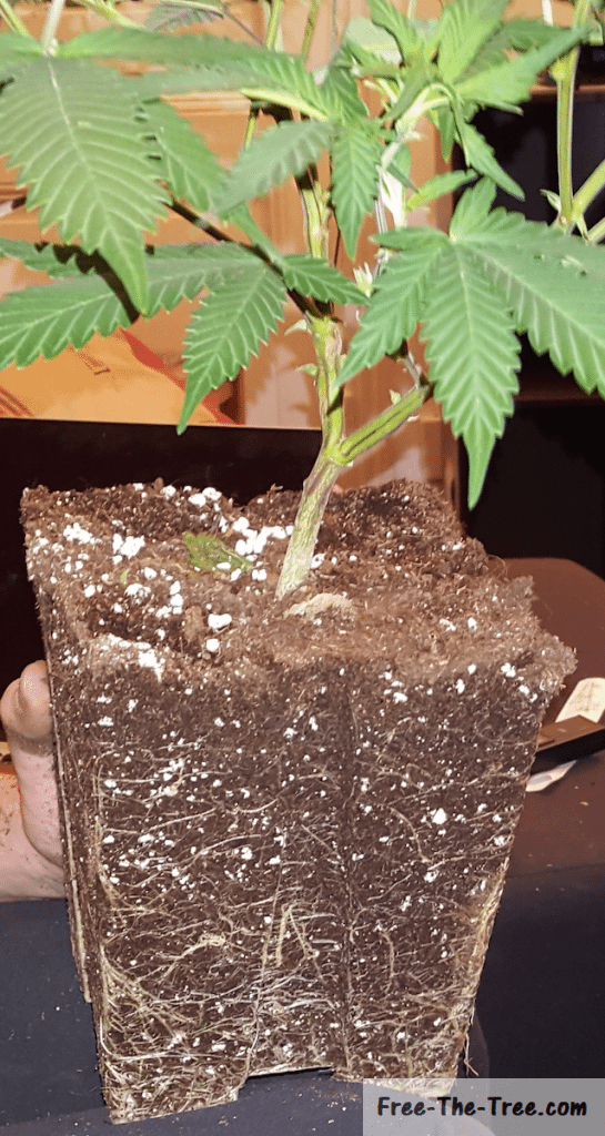 Transplanting the cannabis, extracted from the soil successfully