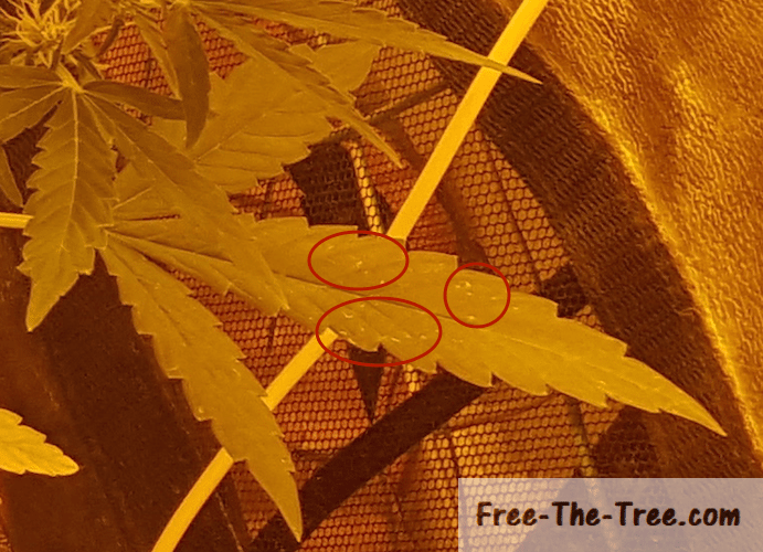 Spider Mites In Marijuana Grow Room How To Identify Prevent Kill