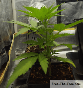 Horizontal view of the strongest weed plant