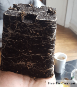 Last weed plant being transplanted, you can see its root system invaded the soil