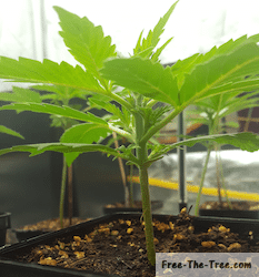 Autoflowering seeds Guide – What to look out for