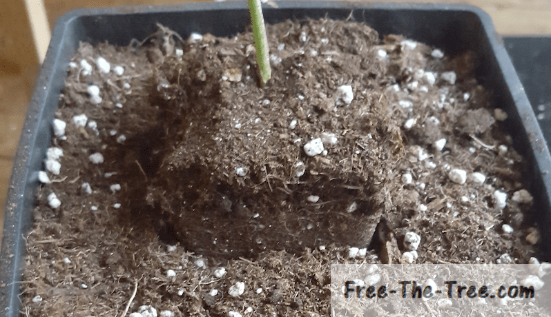 How to Transplant Cannabis successfully – Step by step guide thumbnail