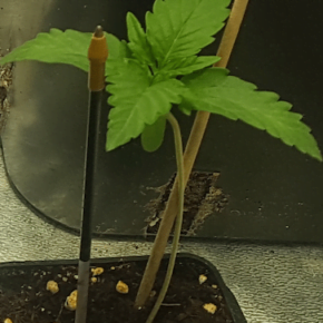 Week old plant holding up with 2 stakes