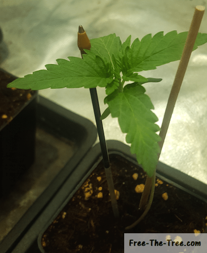 6 day old plant holding with stakes