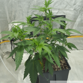 big buddah cheese - first half of the vegetative stage