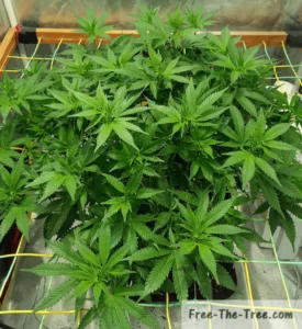 Weed plan growing all over the place due to uncontroled scrog