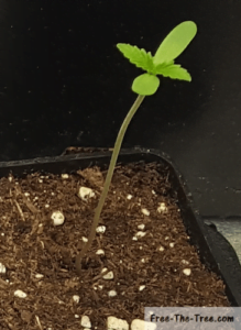 Growing 1st main leafs, seems to hold up