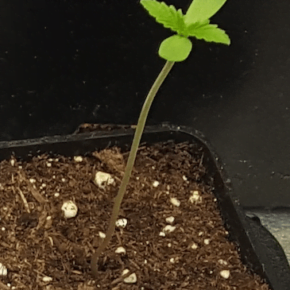 Growing 1st main leafs, seems to hold up