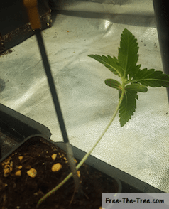Cannabis Balance Issues during the Vegetative Stage