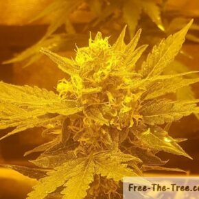 Focus on marijuana bud with trichomes all over