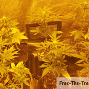 6 flowering marijuana plants