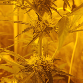 Focus on secondary buds of critical plant