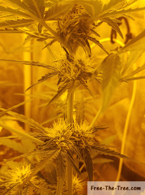 Focus on secondary buds of critical plant