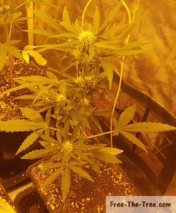 Focus on Critical+ 2.0 in early flowering stage
