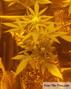 Top view of critical plant