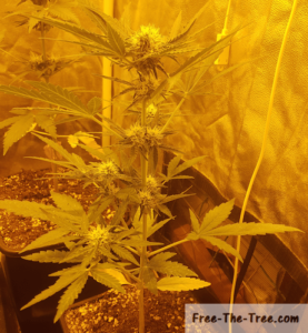 Horizontal view of flowering critical marijuana