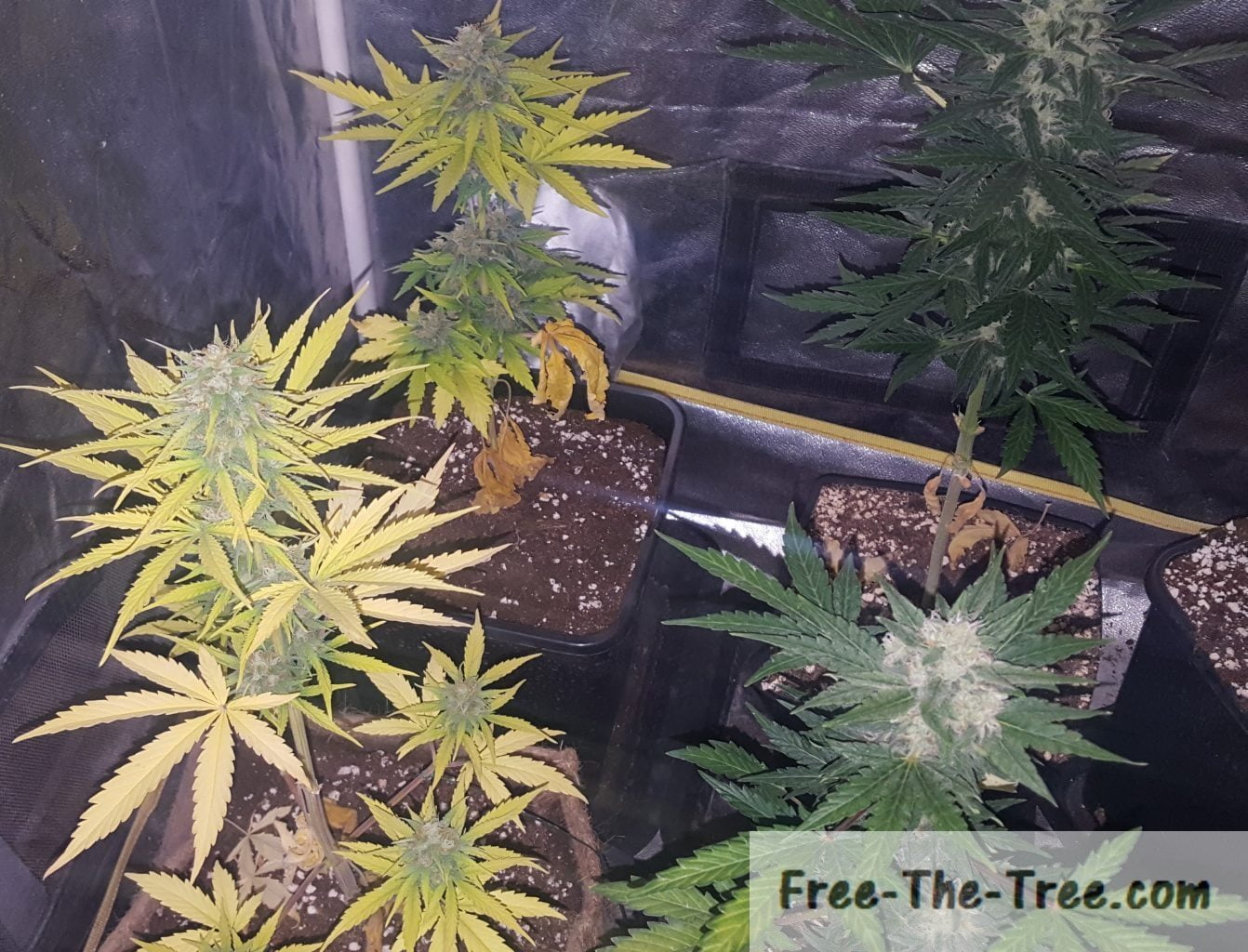 Top 10 Indoor Growing Problems and How to Spot Them