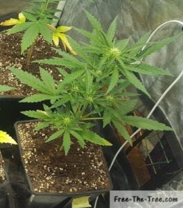 Critical+ 2.0 showing multiple buds