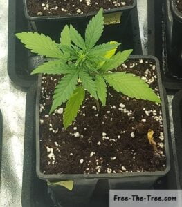 2nd plant showing signs of flowering stage