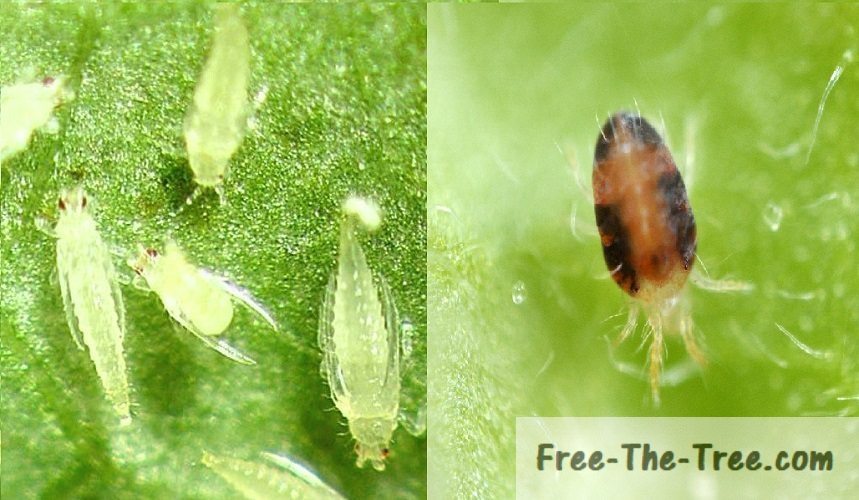 Thrips or Spider Mites? How to tell the difference