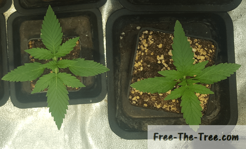 Autoflowering seeds Guide – What to look out for thumbnail