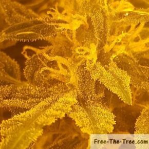Close up on thousands of trichomes all over the leaf and pistils