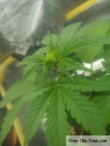 Foxus on the first Pistils of the marijuana plant showing