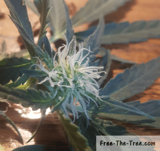 Close up on early marijuana flower and trichomes