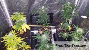 Top view of our 6 Marijuana plants
